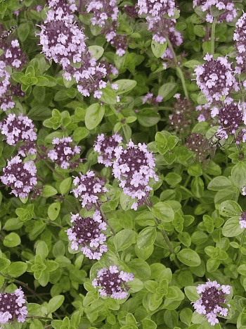 Тимьян блошницевидный