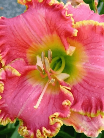 Лилейник Diva's Choice