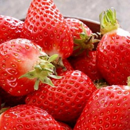 Земляника садовая Эверли