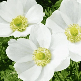 Анемона The Bride