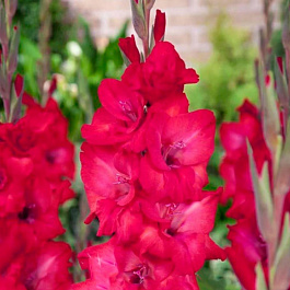 Гладиолус крупноцветковый Натан