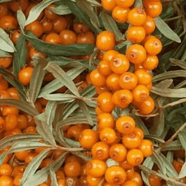 Облепиха крушиновидная Frugana