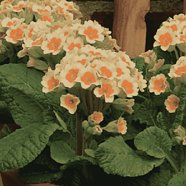 Примула весенняя Lime with Orange