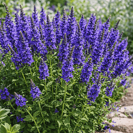 Вероника австрийская