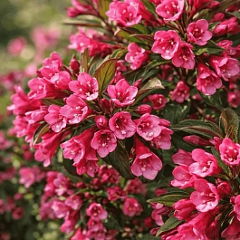 Вейгела гибридная Alexandra