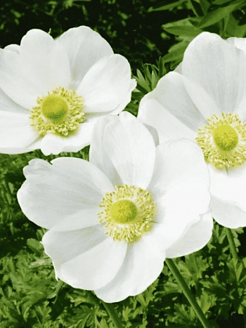 Анемона The Bride