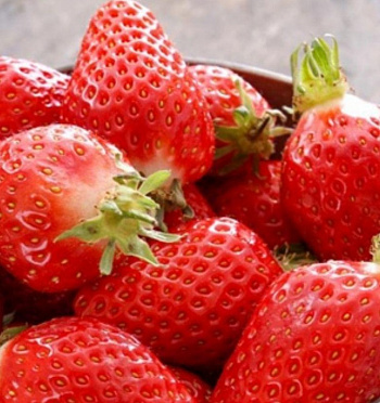 Земляника садовая Эверли