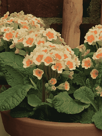 Примула весенняя Lime with Orange