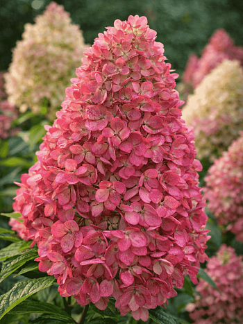 Гортензия метельчатая Gardenlight Redlight