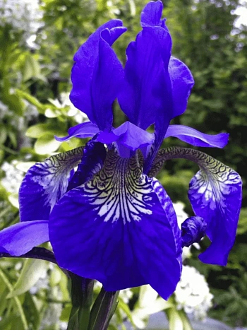 Ирис сибирский Blue King