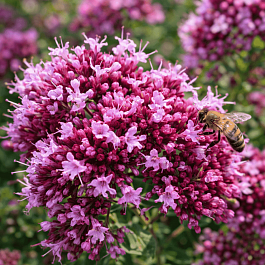 Душица Vitara Cascata Green