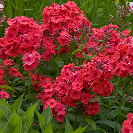 Флокс метельчатый Джулиглут