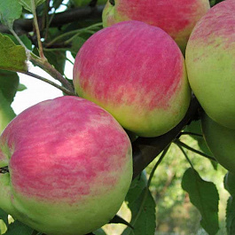 Яблоня Мантет