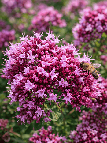 Душица Vitara Cascata Green