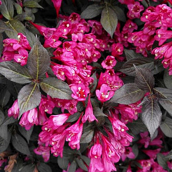 Вейгела цветущая Минор Блэк