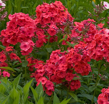 Флокс метельчатый Джулиглут