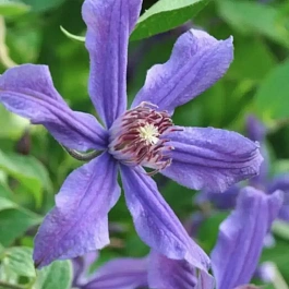 Клематис цельнолистный Сизая Птица