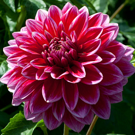 Георгина Декоративная Милена