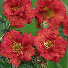 Гравилат чилийский Scarlet Tempers