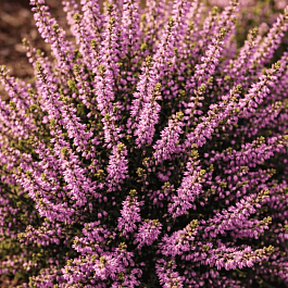 Вереск обыкновенный Hilda 