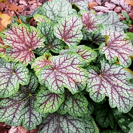 Гейхера Marvelous Marble Silver