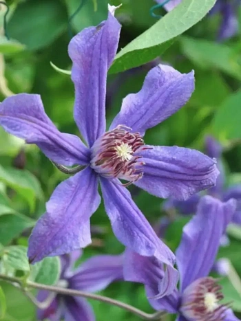 Клематис цельнолистный Сизая Птица