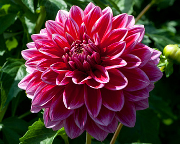 Георгина Декоративная Милена