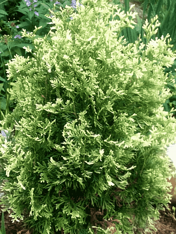 Туя западная Spotty Smaragd