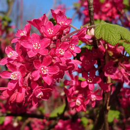 Смородина кроваво-красная Кинг Эдвард VII Смородина кроваво-красная Кинг Эдвард VII