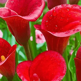 Калла Red Majesty