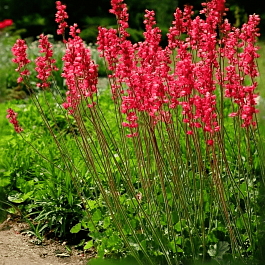 Гейхера Pluie de Feu