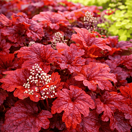 Гейхера гибридная   Fire chief