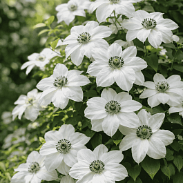 Клематис гибридный Anna Karolina