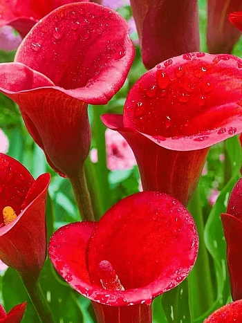 Калла Red Majesty