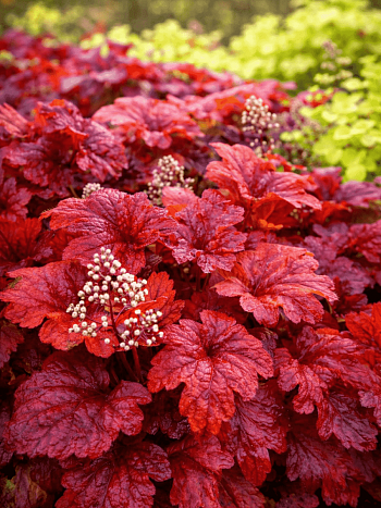 Гейхера гибридная   Fire chief