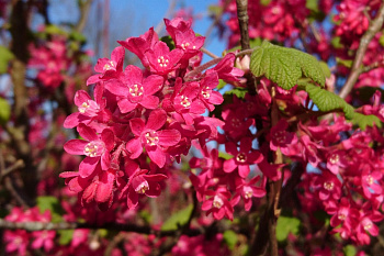 Смородина кроваво-красная Кинг Эдвард VII Смородина кроваво-красная Кинг Эдвард VII