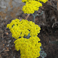 Тысячелистник Агератолистный Golden Years