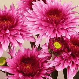 Хризантема  Beppie Purple