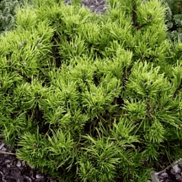 Сосна горная Michal