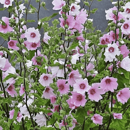 Лаватера гибридная Barnsley Baby