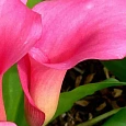 Калла Pink Puppy