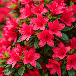 Азалия японская Toreador