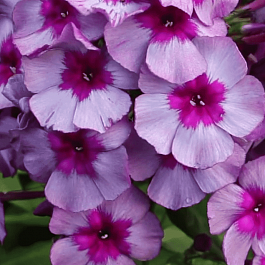 Флокс метельчатый Самоцветы