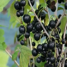 Смородина черная Петербурженка