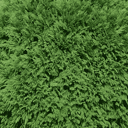 Туя западная Woodwardii