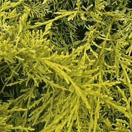 Можжевельник виргинский Golden Spring