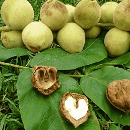 Орех маньчжурский