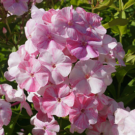 Флокс метельчатый Попурри Флокс метельчатый Попурри