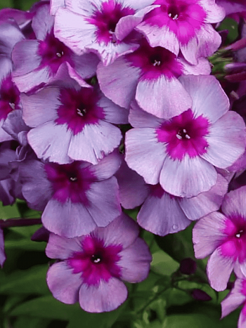 Флокс метельчатый Самоцветы