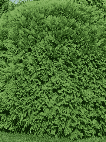 Туя западная Woodwardii